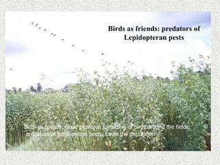 Birds as friends: predators of
Lepidopteran pests
Birds as friends: Good provision for sitting of birds around the fields;
predators of lepidopteran pests, lower the population
 