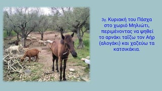 3γ. Κυριακή του Πάσχα
στο χωριό Μηλιώτι,
περιμένοντας να ψηθεί
το αρνάκι ταΐζω τον Αήρ
(αλογάκι) και χαζεύω τα
κατσικάκια.
 