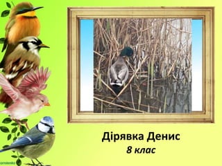 Дірявка Денис
8 клас
 