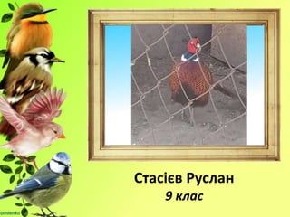 Стасієв Руслан
9 клас
 