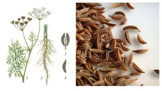 Бие даалт, А. Урандэлгэр.pptx