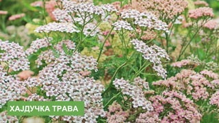 ХАЈДУЧКА ТРАВА
 