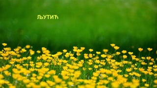 ЉУТИЋ
 