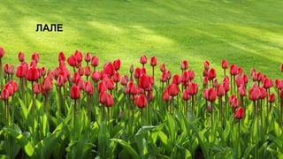 ЛАЛЕ
 