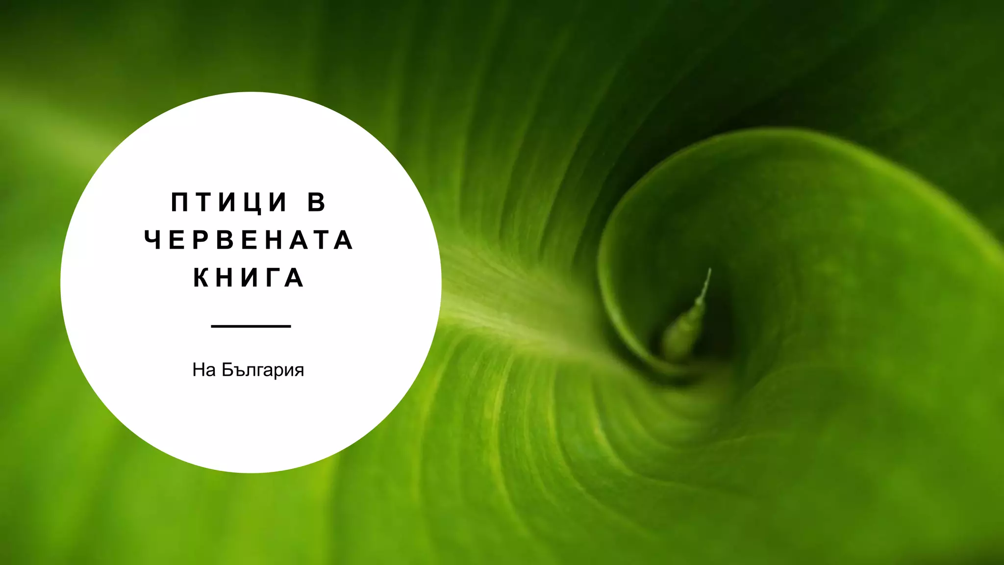 Птици в червената книга на България.pptx