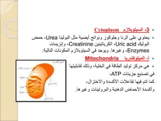 
3
-
‫السيتوبالزم‬
Cytoplasm

‫على‬ ‫يحتوي‬
‫الرنا‬
‫ونواتج‬ ‫وجلوكوز‬
‫أيضية‬
‫مثل‬
‫البولينا‬
Urea
‫حمض‬ ،
‫البوليك‬
Uric acid
،
‫الكرياتينين‬
Creatinine
‫وإنزيمات‬ ،
Enzymes
‫وغيرها‬ ،
.
‫في‬ ‫ويوجد‬
‫السيتوبالزم‬
‫التالية‬ ‫المكونات‬
:

‫أ‬
-
‫الميتوكندريا‬
Mitochondria

‫لقابليتها‬ ‫وذلك‬ ،‫الخلية‬ ‫في‬ ‫الطاقة‬ ‫توليد‬ ‫مركز‬ ‫هي‬
‫جزيئات‬ ‫تصنيع‬ ‫في‬
ATP
،
،‫واالختزال‬ ‫األكسدة‬ ‫تفاعالت‬ ‫فيها‬ ‫تتم‬ ‫كما‬
‫األحماض‬ ‫وأكسدة‬
‫الدهنية‬
‫وغيرها‬ ‫والبروتينات‬
.
 