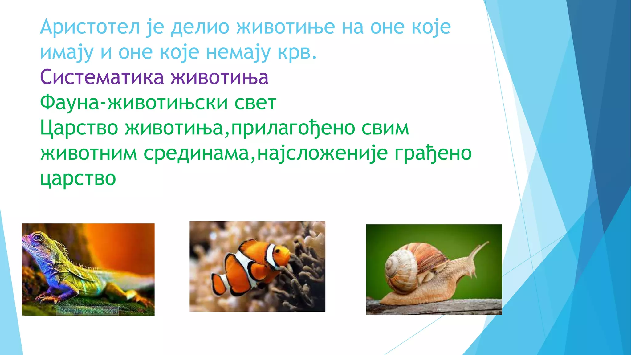 СИСТЕМАТИКА ЖИВОТИЊА.pptx