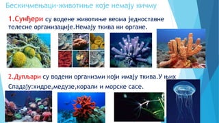 Бескичмењаци-животиње које немају кичму
1.Сунђери су водене животиње веома једноставне
телесне организације.Немају ткива ни органе.
2.Дупљари су водени организми који имају ткива.У њих
Спадају:хидре,медузе,корали и морске сасе.
 