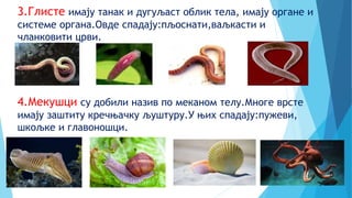 3.Глисте имају танак и дугуљаст облик тела, имају органе и
системе органа.Овде спадају:пљоснати,ваљкасти и
чланковити црви.
4.Мекушци су добили назив по меканом телу.Многе врсте
имају заштиту кречњачку љуштуру.У њих спадају:пужеви,
шкољке и главоношци.
 