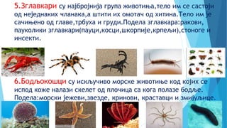 5.Зглавкари су најбројнија група животиња,тело им се састоји
од неједнаких чланака,а штити их омотач од хитина.Тело им је
сачињено од главе,трбуха и груди.Подела зглавкара:ракови,
пауколики зглавкари(пауци,косци,шкорпије,крпељи),стоноге и
инсекти.
6.Бодљокошци су искључиво морске животиње код којих се
испод коже налази скелет од плочица са кога полазе бодље.
Подела:морски јежеви,звезде, кринови, краставци и змијуљице.
 