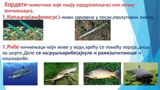 Хордати-животиње које имају хорду(копљача) или кичму
(кичмењаци).
1.Копљача(амфиоксус)-живи заривена у песак,еволутивни значај.
1.Рибе-кичмењаци који живе у води,крећу се помоћу пераја,дишу
на шкрге.Деле се на:рушљорибе(ајкуле и раже)штитоноше и
кошљорибе.
 