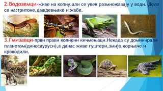 2.Водоземци-живе на копну,али се увек размножавају у води. Деле
се на:тритоне,даждевњаке и жабе.
3.Гмизавци-први прави копнени кичмењаци.Некада су доминирали
планетом(диносауруси),а данас живе гуштери,змије,корњаче и
крокодили.
 