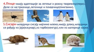 4.Птице-имају адаптације за летење и рожну творевину(перо).
Деле се на:тркачице,летачице и пливачице(пингвини).
5.Сисари-младунци сисају мајчино млеко,имају длаку,младунци
се рађају из јаја(кљунар),из торбе(кенгур),или из материце мајке.
 
