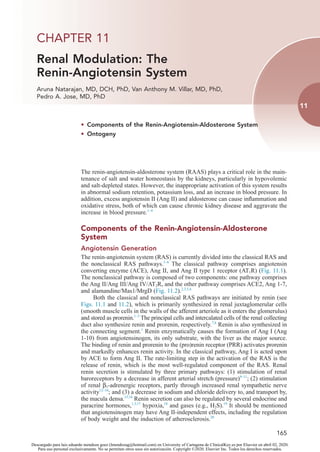 11
165
CHAPTER 11
Renal Modulation: The
Renin-Angiotensin System
Aruna Natarajan, MD, DCH, PhD, Van Anthony M. Villar, MD, PhD,
Pedro A. Jose, MD, PhD
• Components of the Renin-Angiotensin-Aldosterone System
• Ontogeny
The renin-angiotensin-aldosterone system (RAAS) plays a critical role in the main-
tenance of salt and water homeostasis by the kidneys, particularly in hypovolemic
and salt-depleted states. However, the inappropriate activation of this system results
in abnormal sodium retention, potassium loss, and an increase in blood pressure. In
addition, excess angiotensin II (Ang II) and aldosterone can cause inflammation and
oxidative stress, both of which can cause chronic kidney disease and aggravate the
increase in blood pressure.1–4
Components of the Renin-Angiotensin-Aldosterone
System
Angiotensin Generation
The renin-angiotensin system (RAS) is currently divided into the classical RAS and
the nonclassical RAS pathways.1–6
The classical pathway comprises angiotensin
converting enzyme (ACE), Ang II, and Ang II type 1 receptor (AT1R) (Fig. 11.1).
The nonclassical pathway is composed of two components: one pathway comprises
the Ang II/Ang III/Ang IV/AT2R, and the other pathway comprises ACE2, Ang 1-7,
and alamandine/Mas1/MrgD (Fig. 11.2).2,3,5,6
Both the classical and nonclassical RAS pathways are initiated by renin (see
Figs. 11.1 and 11.2), which is primarily synthesized in renal juxtaglomerular cells
(smooth muscle cells in the walls of the afferent arteriole as it enters the glomerulus)
and stored as prorenin.1–3
The principal cells and intercalated cells of the renal collecting
duct also synthesize renin and prorenin, respectively.7,8
Renin is also synthesized in
the connecting segment.1
Renin enzymatically causes the formation of Ang I (Ang
1-10) from angiotensinogen, its only substrate, with the liver as the major source.
The binding of renin and prorenin to the (pro)renin receptor (PRR) activates prorenin
and markedly enhances renin activity. In the classical pathway, Ang I is acted upon
by ACE to form Ang II. The rate-limiting step in the activation of the RAS is the
release of renin, which is the most well-regulated component of the RAS. Renal
renin secretion is stimulated by three primary pathways: (1) stimulation of renal
baroreceptors by a decrease in afferent arterial stretch (pressure)9–11
; (2) stimulation
of renal β1-adrenergic receptors, partly through increased renal sympathetic nerve
activity12–16
; and (3) a decrease in sodium and chloride delivery to, and transport by,
the macula densa.15,16
Renin secretion can also be regulated by several endocrine and
paracrine hormones,1,3,17
hypoxia,18
and gases (e.g., H2S).19
It should be mentioned
that angiotensinogen may have Ang II-independent effects, including the regulation
of body weight and the induction of atherosclerosis.20
Descargado para luis eduardo mendoza goez (lmendozag@hotmail.com) en University of Cartagena de ClinicalKey.es por Elsevier en abril 02, 2020.
Para uso personal exclusivamente. No se permiten otros usos sin autorización. Copyright ©2020. Elsevier Inc. Todos los derechos reservados.
 