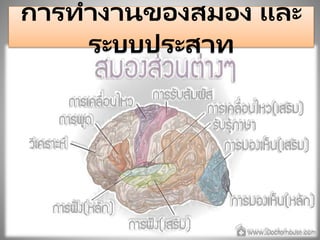 การทางานของสมอง และ
ระบบประสาท
 