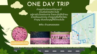 ONE DAY TRIP
ถ่ายรูปกับทุ่งดอกไม้สวยๆที่
สวนทุ่งสวรรค์ตะวันใส
อยู่ภายในวัดธรรมกาย โดยจะเปิดให้เข้าชม
ช่วงเดือนมกราคม ถ่ายรูปเสร็จก็ไหว้พระ
ทำบุญ เติมแต้มบุญให้ชีวิตแจ่มใส
พิกัด: ตำบลคลองสอง
สวนทุ่งสวรรค์ตะวันใส
 