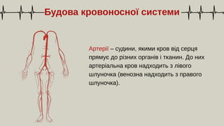 Артерії – судини, якими кров від серця
прямує до різних органів і тканин. До них
артеріальна кров надходить з лівого
шлуночка (венозна надходить з правого
шлуночка).
Будова кровоносної системи
 