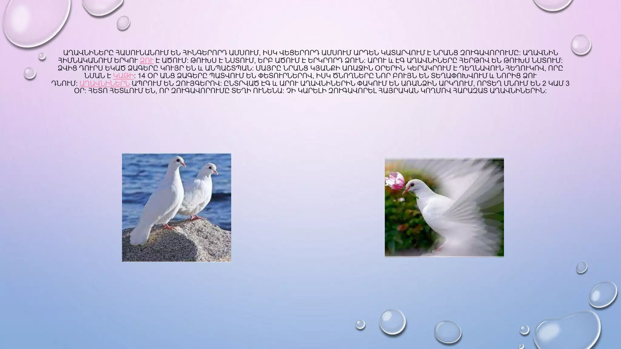 Աղունիկ մասին.pptx