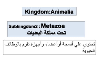 Kingdom:Animalia
Subkingdom2 : Metazoa
‫البعديات‬ ‫مملكة‬ ‫تحت‬
‫بالوظ‬ ‫تقوم‬ ‫وأجهزة‬ ‫أوأعضاء‬ ‫أنسجة‬ ‫علي‬ ‫تحتوي‬
‫ائف‬
‫الحيوية‬
 