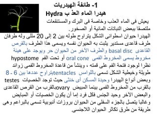 1
-
‫الهيدريات‬ ‫طائفة‬
‫ب‬ ‫العذ‬ ‫الماء‬ ‫هيدرا‬
Hydra
‫والمستنقعات‬ ‫البرك‬ ‫فى‬ ‫وخاصة‬ ‫العذب‬ ‫الماء‬ ‫فى‬ ‫يعيش‬
‫الصخور‬ ‫أو‬ ‫المائية‬ ‫النباتات‬ ‫ببعض‬ ‫ملتصقا‬
.
‫بين‬ ‫طوله‬ ‫يتراوح‬ ‫الشكل‬ ‫اسطوانى‬ ‫حيوان‬ ‫الهيدرا‬
2
‫إلى‬
20
‫طرفان‬ ‫وله‬ ‫مللى‬
‫الطرف‬ ‫هذا‬ ‫ويسمى‬ ‫نفسه‬ ‫الحيوان‬ ‫به‬ ‫يثبت‬ ‫مستدير‬ ‫قاعدى‬ ‫طرف‬
‫بالق‬
‫رص‬
‫القاعدى‬
basal disc
‫هيئة‬ ‫على‬ ‫ويوجد‬ ‫حر‬ ‫الحيوان‬ ‫من‬ ‫اآلخر‬ ‫والطرف‬
‫الفمى‬ ‫المخروط‬ ‫يسمى‬ ‫مخروط‬
oral cone
‫الفم‬ ‫تحت‬ ‫أو‬
hypostome
‫زو‬ ‫الفمى‬ ‫المخروط‬ ‫قاعدة‬ ‫من‬ ‫وينشأ‬ ، ‫قمته‬ ‫على‬ ‫الفم‬ ‫فتحة‬ ‫لوجود‬ ‫نظرا‬
‫ائد‬
‫تسمى‬ ‫الشكل‬ ‫وخيطية‬ ‫طويلة‬
‫باللوامس‬
tentacles
‫بين‬ ‫عددها‬ ‫يتراوح‬
6
‫ـ‬
8
‫الهيدرا‬ ‫أنواع‬ ‫وبعض‬
‫خنثى‬ ‫أى‬ ‫المسكن‬ ‫وحيدة‬
‫الخصيات‬ ‫توجد‬ ‫حيث‬
testes
‫المبيض‬ ‫بينما‬ ‫الفمى‬ ‫المخروط‬ ‫من‬ ‫بالقرب‬
ovary
‫القاعدى‬ ‫القرص‬ ‫من‬ ‫بالقرب‬
‫المباي‬ ‫أو‬ ‫الخصيات‬ ‫يكون‬ ‫أن‬ ‫إما‬ ‫فرد‬ ‫فكل‬ ‫الجنس‬ ‫وحيد‬ ‫اآلخر‬ ‫والبعض‬
‫ض‬
‫ب‬ ‫تسمى‬ ‫أنبوبية‬ ‫بروزات‬ ‫الحيوان‬ ‫من‬ ‫السفلى‬ ‫بالجزء‬ ‫يتصل‬ ‫وغالبا‬
‫وهى‬ ‫البراعم‬
‫الالجنسى‬ ‫الحيوان‬ ‫تكاثر‬ ‫طرق‬ ‫من‬ ‫طريقة‬
.
 