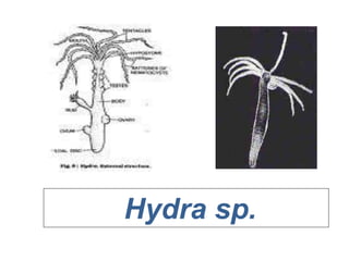 Hydra sp.
 