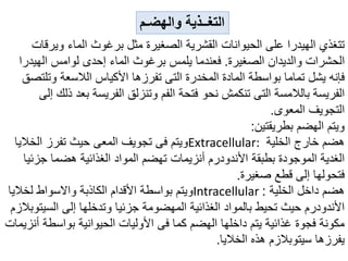 ‫وير‬ ‫الماء‬ ‫برغوث‬ ‫مثل‬ ‫الصغيرة‬ ‫القشرية‬ ‫الحيوانات‬ ‫على‬ ‫الهيدرا‬ ‫تتغذي‬
‫قات‬
‫الصغيرة‬ ‫والديدان‬ ‫الحشرات‬
.
‫الهي‬ ‫لوامس‬ ‫إحدى‬ ‫الماء‬ ‫برغوث‬ ‫يلمس‬ ‫فعندما‬
‫درا‬
‫وت‬ ‫الالسعة‬ ‫األكياس‬ ‫تفرزها‬ ‫التى‬ ‫المخدرة‬ ‫المادة‬ ‫بواسطة‬ ‫تماما‬ ‫يشل‬ ‫فإنه‬
‫لتصق‬
‫بع‬ ‫الفريسة‬ ‫وتنزلق‬ ‫الفم‬ ‫فتحة‬ ‫نحو‬ ‫تنكمش‬ ‫التى‬ ‫بالالمسة‬ ‫الفريسة‬
‫إلى‬ ‫ذلك‬ ‫د‬
‫المعوى‬ ‫التجويف‬
.
‫بطريقتين‬ ‫الهضم‬ ‫ويتم‬
:
‫الخلية‬ ‫خارج‬ ‫هضم‬
Extracellular:
‫الخال‬ ‫تفرز‬ ‫حيث‬ ‫المعى‬ ‫تجويف‬ ‫فى‬ ‫ويتم‬
‫يا‬
‫جزئ‬ ‫هضما‬ ‫الغذائية‬ ‫المواد‬ ‫تهضم‬ ‫أنزيمات‬ ‫األندودرم‬ ‫بطبقة‬ ‫الموجودة‬ ‫الغدية‬
‫يا‬
‫صغيرة‬ ‫قطع‬ ‫إلى‬ ‫فتحولها‬
.
‫الخلية‬ ‫داخل‬ ‫هضم‬
:
Intracellular
‫لخالي‬ ‫واالسواط‬ ‫الكاذبة‬ ‫األقدام‬ ‫بواسطة‬ ‫ويتم‬
‫ا‬
‫السي‬ ‫إلى‬ ‫وتدخلها‬ ‫جزئيا‬ ‫المهضومة‬ ‫الغذائية‬ ‫بالمواد‬ ‫تحيط‬ ‫حيث‬ ‫األندودرم‬
‫توبالزم‬
‫بواسط‬ ‫الحيوانية‬ ‫األوليات‬ ‫فى‬ ‫كما‬ ‫الهضم‬ ‫داخلها‬ ‫يتم‬ ‫غذائية‬ ‫فجوة‬ ‫مكونة‬
‫أنزيمات‬ ‫ة‬
‫الخاليا‬ ‫هذه‬ ‫سيتوبالزم‬ ‫يفرزها‬
.
‫والهضـم‬ ‫التغــذية‬
 