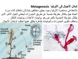 ‫األوبليا‬ ‫فى‬ ‫األجيال‬ ‫تبادل‬
Metagenesis
‫بانتظا‬ ‫يتبادالن‬ ‫مختلفين‬ ‫جيلين‬ ‫وجود‬ ‫األوبليا‬ ‫مستعمرة‬ ‫فى‬ ‫نالحظ‬
‫دورة‬ ‫أثناء‬ ‫م‬
‫الجيل‬ ‫ليعطى‬ ‫الميدوزات‬ ‫طريق‬ ‫عن‬ ‫جنسية‬ ‫بطريقة‬ ‫يتكاثر‬ ‫جيل‬ ‫الحياة‬
‫الذى‬ ‫اآلخر‬
‫وبوليبات‬ ‫األغتذاء‬ ‫بوليبات‬ ‫وهو‬ ‫بالتبرعم‬ ‫الجنسية‬ ‫بطريقة‬ ‫يتكاثر‬
‫التكاثر‬
.
‫أوتب‬ ‫تعاقب‬ ‫عليها‬ ‫يطلق‬ ‫ظاهرة‬ ‫والبوليبات‬ ‫الميدوزات‬ ‫تكوين‬ ‫وتعاقب‬
‫األجيال‬ ‫ادل‬
.
 