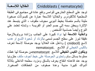 ‫توجد‬
‫علي‬
‫السطح‬
‫الخارجي‬
‫للوامس‬
‫وتقع‬
‫عادة‬
‫فى‬
‫مجاميع‬
‫فى‬
‫ا‬
‫لطبقة‬
‫السطحية‬
‫لألكتودرم‬
.
‫والخاليا‬
‫الالسعة‬
‫عبارة‬
‫عن‬
‫كبسوالت‬
‫ص‬
‫غيرة‬
‫مليئة‬
‫بالسم‬
‫متصلة‬
‫بخيط‬
‫أنبوبي‬
‫مجوف‬
‫ملفوف‬
،
‫الذي‬
‫ين‬
‫بسط‬
‫عند‬
‫اإلثارة‬
‫ويحقن‬
‫سمه‬
‫إلي‬
‫جسم‬
‫العدو‬
‫أو‬
‫الفريسة‬
،
‫وشدته‬
‫تعتمد‬
‫علي‬
‫النوع‬
‫وأيضا‬
‫حساسية‬
‫الشخص‬
.
‫والخلية‬
‫الالسعة‬
‫لها‬
‫نواة‬
‫كبيرة‬
‫على‬
‫الجانب‬
‫وزائدة‬
‫بروتوبال‬
‫زمية‬
‫دقيقة‬
‫تبرز‬
‫على‬
‫سطح‬
‫الجسم‬
‫تسمى‬
‫ب‬
‫الزناد‬
‫أو‬
‫شعيرة‬
‫اللس‬
‫ع‬
‫او‬
‫هدب‬
‫السع‬
cnidocil)
(
‫وداخل‬
‫هذه‬
‫الخاليا‬
‫يوجد‬
‫حوصلة‬
‫السعة‬
‫تعرف‬
‫بالكيس‬
‫الخيطى‬
‫أو‬
‫الالسع‬
nematocyst.
‫ويتكون‬
‫الكيس‬
‫الخيطي‬
‫الالسع‬
nematocyst
‫من‬
‫حوصلة‬
‫لها‬
‫غطاء‬
‫مملوءة‬
‫بسائل‬
‫سام‬
‫وتحتوى‬
‫الحوصلة‬
‫على‬
‫خيط‬
‫أجوف‬
‫ملتف‬
‫ح‬
‫لزونيا‬
‫يوجد‬
‫عند‬
‫قاعدته‬
‫انتفاخ‬
‫يعرف‬
‫بالساق‬
‫ومزود‬
‫سطحه‬
‫الداخلى‬
‫ب‬
‫ثالثة‬
‫أشواك‬
‫كبيرة‬
‫مدببة‬
‫وعدة‬
‫صفوف‬
‫من‬
‫الخطافات‬
‫الصغيرة‬
.
‫الالسعــة‬ ‫الخاليا‬ Cnidoblasts ) nematocyte)
 