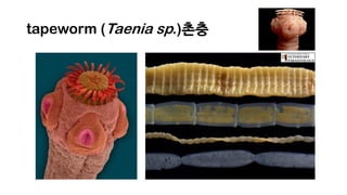 tapeworm (Taenia sp.)촌충
 