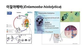 이질아메바(Entamoeba histolytica)
 