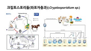 크립토스포리듐(와포자충과)(Cryptosporidium sp.)
 