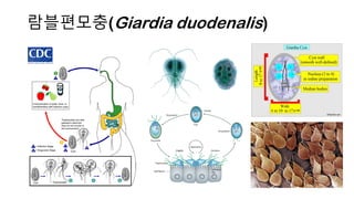 람블편모충(Giardia duodenalis)
 