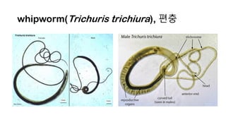 whipworm(Trichuris trichiura), 편충
 