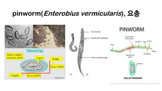 pinworm(Enterobius vermicularis), 요충
 