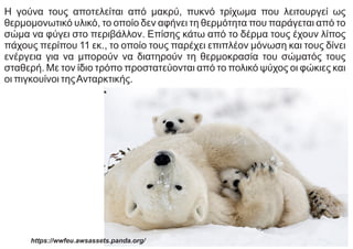 Η γούνα τους αποτελείται από μακρύ, πυκνό τρίχωμα που λειτουργεί ως
θερμομονωτικό υλικό, το οποίο δεν αφήνει τη θερμότητα που παράγεται από το
σώμα να φύγει στο περιβάλλον. Επίσης κάτω από το δέρμα τους έχουν λίπος
πάχους περίπου 11 εκ., το οποίο τους παρέχει επιπλέον μόνωση και τους δίνει
ενέργεια για να μπορούν να διατηρούν τη θερμοκρασία του σώματός τους
σταθερή. Με τον ίδιο τρόπο προστατεύονται από το πολικό ψύχος οι φώκιες και
οι πιγκουίνοι τηςΑνταρκτικής.
https://wwfeu.awsassets.panda.org/
 