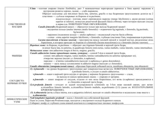 СОБСТВЕННАЯ
ФАСЦИЯ
F.lata —плотная снаружи (tractus iliotibialis), дает 3 межмышечные перегородки (крепятся к linea aspera): наружная и
внутренняя развиты хорошо, задняя — слабо выражена;
Образует влагалище для mm.tensor fascia lata, sartorius, gracilis и над бедренным треугольником делится на 2
пластинки — глубокая покрывает m.iliopsoas et m.pectineus;
поверхностная - плотная, имеет серповидную вырезку (margo falciformis) c двумя рогами (cornua
superior et inferior), затянутую решетчатой фасцией (fascia cribrosa), через которую выходят сосуды
и нервы (см. ПОВЕРХНОСТНЫЕ ОБРАЗОВАНИЯ)
Сanalis femoralis (бедренный канал) — образуется только при выходе бедренной грыжи!:
- внутреннее кольцо (anulus internus canalis femoralis) —ограничено lig.inguinale, v.femoralis, lig.pectinale,
lig.lacunare;
- наружнее (подкожное кольцо — anulus saphenus) —медиальный участок fascia cribrosa;
- стенки : cornu superior marginis falciformis, v.femoralis, глубокая пластинка f.lata, покрывающая m.pectuneus.
Lacuna musculorum et lacuna vasorum —пространства между паховой связкой и тазовой костью, разделенные arcus
ilopectineus, в которых проходят m.iliopsoas et n.femoralis (lacuna musculorum) и a.v.femorales (lacuna vasorum).
MЫШЦЫ
Переднее ложе: m.iliopsoas, m.pectineus — образуют дно trigonum femorale в верхней трети бедра;
m.tensor fascia lata, m.sartorius, m.quadriceps femoris (mm.rectus, vastus medialis, vastus lateralis, vastus intermedius);
Медиальное ложе: mm.adductores longus et brevis, magnus, gracilis;
Canalis adductorius (канал приводящих мышц, гунтеров) —длиной 5-6см в нижней трети бедра,
стенки: mm.adductor magnus, vastus medialis, lamina vastoadductoria (m.sartorius прикрывает ее);
отверстия: верхнее (входят a.v.femorales, n.saphenus);
переднее — в lamina vastoadductoria (выходят n.saphenus,a.v.genus descendens);
нижнее — щель между сухожилиями m.adductor magnus (выходят a.v.femorales);
Canalis obturatorius (запирательный канал) - образован бороздкой лобковой кости, membrana obturatoria, mm.obturatorii
СОСУДИСТО-
НЕРВНЫЕ ПУЧКИ
(1) A.femoralis —на уровне бедренного треугольника дает поверхностные ветви (см. ПОВЕРХНОСТНЫЕ ОБРАЗОВАНИЯ),
a.profunda femoris, и уходит в canalis adductorius;
v.femoralis — лежит в верхней трети кнутри от артерии, у вершине бедренного треугольника — сзади,
по выходу из канала приводящих мышц — снаружи от артерии;
n.femoralis — лежит кнаружи от сосудов, отделен от них arcus iliopectineus; его ветвь (n.saphenus) присоединяется к
а.v.femorales в верхней трети бедра.
(2)A.profunda femoris —отходит от задней полуокружности a.femoralis на 3-5см ниже паховой связки, дает ветви:
a.circumflexa femoris lateralis, a.circumflexa femoris medialis, aa.perforantes (2-3) (далее см. КОЛЛАТЕРАЛЬНОЕ
КРОВООБРАЩЕНИЕ);
(3) A.obturatoria (ветвь a.iliaca interna, или a.epigastrica inferior), выходят из canalis obturatorius в медиальное ложе вместе с
n.obturatorius
ЛИМФАТИЧЕСКИЕ
УЗЛЫ
Nodi lymphatici inguinales profundi —вдоль v.femoralis под собственной фасцией.
Один из узлов, Пирогова-Розенмюллера, находится у внутреннего кольца бедренного канала.
Собирают лимфу от глубоких слоев нижней конечности и поверхностных паховых лимфоузлов.
 