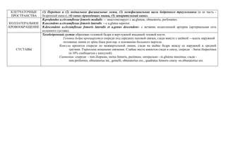 КЛЕТЧАТОЧНЫЕ
ПРОСТРАНСТВА
(1) Переднее и (2) медиальное фасциальные ложа, (3) межфасциальная щель бедренного треугольника (и ее часть -
бедренный канал), (4) канал приводящих мышц, (5) запирательный канал.
КОЛЛАТЕРАЛЬНОЕ
КРОВООБРАЩЕНИЕ
R.profundus a.circumflexae femoris medialis — анастомозирует с aa.gluteae, obturatoriа, perforantes.
R.ascendens a.circumflexae femoris lateralis —c a.glutea superior.
R.descendens a.circumflexae femoris lateralis et a.genus descendens- с ветвями подколенной артерии (артериальная сеть
коленного сустава).
СУСТАВЫ
Тазобедренный сустав образован головкой бедра и вертлужной впадиной тазовой кости.
Головка бедра проецируется спереди под середину паховой связки, сзади вместе с шейкой —вдоль наружной
половины линии от spina iliaca post.sup. к основанию большого вертела.
Капсула крепится спереди по межвертельной линии, сзади на шейке бедра между ее наружной и средней
третями. Укреплена мощными связками. Слабые места имеются сзади и снизу, спереди - bursa iliopectinea
(в 10% сообщается с капсулой).
Синтопия: спереди - mm.iliopsoas, rectus femoris, pectineus; латерально - m.gluteus maximus; сзади -
mm.piriformis, obturatorius int., gemelli, obturatorius ext., quadratus femoris снизу -m.obturatorius ext.
 