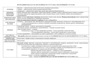 П Е Р Е Д Н Я Я О Б Л А С Т Ь К О Л Е Н Н О Г О С У С Т А В А. К О Л Е Н Н Ы Й С У С Т А В
ГРАНИЦЫ
Верхняя — горизонтальная линия на 4см выше основания надколенника;
нижняя — горизонтальная линия на уровне tuberositas tibiae;
латеральные — вертикальные линии через задние края мыщелков бедренной кости.
ВНЕШНИЕ
ОРИЕНТИРЫ
ПРОЕКЦИИ
Patella, tuberositas tibiae, caput fibulae, condyli tibiae lateralis et medialis, condyli et epicondyli femoris laterales et mediales,
tuberculum adductorium, ligamentum patellae, tendo m.bicipitis femoris, tractus iliotibialis, tendines mm.semitendinosi et
semimembranosi.
ПОВЕРХНОСТНЫЕ
ОБРАЗОВАНИЯ
Кожа плотная, подкожная клетчатка представлена тонким слоем, рыхлая. Поверхностная фасция имеет в расщеплении
bursae synovialis infrapatellaris et prepatellaris subcutaneae.
Rami nn.cutanei femoris anteriores, n.saphenus (отдает r.infrapatellaris).
СОБСТВЕННАЯ
ФАСЦИЯ
F.poplitea — продолжение f.lata. Фиксирована к надмыщелкам бедра, мыщелкам и бугристости большеберцовой кости,
головке малоберцовой кости; усилена tr.iliotibialis, волокнами сухожилий mm. sartorius, gracilis, semitendinosus,
semimembranosus
МЫШЦЫ
M.quadriceps femoris —спереди, продолжается в lig.patellae;
mm.sartorius, gracilis, semitendinosus, semimembranosus —изнутри («гусиная лапка»);
tendo m.bicipitis femoris —снаружи.
Синовиальные сумки: (1) bursa infrapatellaris profunda —между lig.patellae et tuberositas tibiae;
(2) bursa prepatellaris subtendinea —между tendo m.quadricipitis и надкостницей;
(3) bursa suprapatellaris —выше patellae под tendo m.quadricipitis ( в 85% сообщается с полостью сустава).
СОСУДИСТО-
НЕРВНЫЕ ПУЧКИ
Rete patellae образована артериями коленного сустава (см.З А Д Н Я Я О Б Л А С Т Ь К О Л Е Н Н О ГО С У С Т А В А ).
ЛИМФОУЗЛЫ Отсутствуют. Лимфа оттекает в подколенные и паховые лимфоузлы.
КЛЕТЧАТОЧНЫЕ
ПРОСТРАНСТВ А
Отсутствуют.
СУСТАВЫ
Коленный сустав образован мыщелками бедренной и большеберцовой (покрыты менисками!) костей, надколенником.
Укрепляется внутренними крестообразными связками и мощными наружными.
Суставная щель спереди пальпируется при согнутом положении между мыщелками femur et tibia.
Капсула крепится к бедренной кости на 1- 2,5см от хрящевого покрова, на большеберцовой кости - по краю
сочленованной поверхности. Ее синовиальная оболочка образует завороты:
верхний передний (recessus superior) —сообщается с bursa suprapatellaris,
передние: верхние латеральный и медиальный, нижние латеральный и медиальный;
задние: верхние латеральный и медиальный, нижние латеральный и медиальный
Синтопия: спереди - сухожилие m.quadriceps, надколенник;
сзади — мышцы З А Д Н Е Й О Б Л А С Т И К О Л Е Н Н О Г О С У С Т А В А (см.)
 