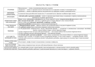 О Б Л А С Т Ь Т Ы Л А С Т О П Ы
ГРАНИЦЫ
Проксимально — линия, соединяющая верхушки лодыжек;
латерально — линия от середины высоты пяточной кости до середины головки V плюсневой кости;
медиально — линия от середины высоты пяточной кости до середины головки I плюсневой кости.
ВНЕШНИЕ
ОРИЕНТИРЫ
Сухожилия мышц разгибателей, бугристость V плюсневой кости, брюшко m.abductor digiti minimi.
ПРОЕКЦИИ
A.dorsales pedis, n.peroneus profundus - линия от середины расстояния между лодыжками к первому межпальцевому
промежутку на уровне предплюсны.
ПОВЕРХНОСТНЫЕ
ОБРАЗОВАНИЯ
Кожа тонкая, подкожная клетчатка рыхлая, бедна жировой тканью, поверхностная фасция развита слабо.
Rete venosum dorsale pedis - притоки vv.saphenae parva et magna образуют arcus venosus dorsalis.
Ветви (глубже вен) n.peroneus superficialis, n.saphenus, n.suralis.
N.peroneus profundus (кожная ветвь)- I межпальцевой промежуток.
СОБСТВЕННАЯ
ФАСЦИЯ
(1)Поверхностный листок - образует каналы для сухожилий мышц и сосудисто-нервного пучка;
(2) глубокий листок (fascia interossea) покрывает межкостные мышцы.
МЫШЦЫ
(1) В расщеплении поверхностного листка собственной фасции — сухожилия в синовиальных влагалищах mm.tibialis
anterior, extensor hallucis longus, extensor digitorum longus.
(2) Под поверхностным листком собственной фасции — mm.extensor hallucis brevis,extensor digitorum brevis.
(3) Под глубоким листком собственной фасции — mm.interossei dorsales.
СОСУДИСТО-
НЕРВНЫЙ ПУЧОК
A.vv.dorsales pedis, n.peroneus profundus —лежат между сухожилиями mm.extensor hallucis et extensor digitorum longus;
артерия отдает a.arcuata, от которой отходят aa.metatarseae dorsales, от них в свою очередь — aa.digitales dorsales. Затем
a.dorsalis pedis делится на a.metatarsea dorsalis I etбa.plantaris profundus, переходящую на подошву через I межплюсневый
промежуток.
ЛИМФАТИЧЕСКИЕ
УЗЛЫ
Отсутствуют, лимфа оттекает в подколенные и паховые лимфоузлы.
КЛЕТЧАТОЧНЫЕ
ПРОСТРАНСТВА
Щель между поверхностным листком собственной фасции и fascia interossea
КОЛЛАТЕРАЛЬНОЕ
КРОВООБРАЩЕНИЕ
От a.dorsalis pedis отходит a.tarsea lateralis, анастомозирующая с a.arcuata (ветвью той же a.dorsalis pedis).
Ramus plantaris profundus прободает I межплюсневый промежуток и анастомозирует с a.plantaris lateralis.
 