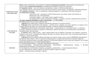 ПОВЕРХНОСТНЫЕ
ОБРАЗОВАНИЯ
Кожа тонкая, растяжимая, тесно сращена с m.platysma;подкожная клетчатка более развита в подчелюстном
треугольнике; поверхностная фасция (I по Шевкуненко) образует футляр для m.platysma.
(1) v.jugularis externa —идет под поверхностной фасцией, связана с собственной фасцией, от
угла нижней челюсти к внутреннему углу лопаточно-ключичного треугольника, где прободает собственную фасцию;
(2) vv.jugulares anterioesr —идут от подбородка до яремной вырезки, где прободают собственную фасцию;
(3) ветви plexus cervicalis:
n.transversus colli —пересекает m.SCM горизонтально, дает ветвь к ramus colli n.facialis на
образование arcus colli superficialis;
n.auricularis magnus —идет вверх позади v.jugularis externa;
nn.supraclaviculares medius, intermedius et lateralis —к грудине, ключице и акромиальному отростку;
(4) ramus marginalis mandibulae et ramus colli n.facialis —см. ПРОЕКЦИИ.
СОБСТВЕННАЯ
ФАСЦИЯ
В.Н.Шевкуненко описал 5 листков фасции шеи:
I фасция (fascia superficialis), поверхностная фасция, переходит на соседние области;
П фасция (lamina superficialis f.colli prоpriae) —единый листок, окружает всю шею, крепится по границе шеи к
костям, образует футляры для m.sternocleidomastoideus, m.trapezius, glandula submandibularis;
Ш фасция (lamina profundа f.colli propriae, парус Рише) — вверху крепится к os hyoideum, внизу —к грудине и
ключице; латерально кончается на уровне m.omohyoideus; образует футляры для mm.omohyoideus, sternohyoideus,
sternothyreoideus, thyreohyoideus;
IV фасция (fascia endocervicalis) —имеет париетальный листок (образует влагалище для основного сосудисто-
нервного пучка шеи), и висцеральный (образует футляры для каждого органа шеи), вслед за органами продолжается
в верхнее и заднее средостения;
V фасция (fascia prevertebralis) образует футляры для длинных мышц головы и шеи (см.МЫШЦЫ), фиксирована к
основанию черепа вверху, к Ш и I V грудным позвонкам внизу, к поперечным отросткам позвонков латерально.
По средней линии шеи ниже os hyoideum сращение П и Ш ф асций образует белую линию шеи шириной 3 мм, которая
внизу заканчивается на 3,5 см выше яремной вырезки.
МЫШЦЫ
(1) M.sternocleidomastoideus —в футляре, образованном П фасцией;
(2) mm.omohyoideus, sternothyreoideus,sternohyoideus, thyreohyoideus —претрахеальные мышцы, в футляре,
образованном Ш фасцией; в подподъязычной области;
(3) mm.digastricus, mylohyoideus, hyoglossus, genioglosus, geniohyoideus —в надподъязычной области;
(4) mm.scaleni anterior, medius, posterior, mm.levator scapulae, longus colli, longus
capitis —глубокие мышцы в футляре V фасции.
 
