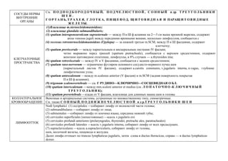 СОСУДЫ НЕРВЫ
ВНУТРЕННИЕ
ОРГАНЫ
См. П О Д П О Д Б О Р О Д О Ч Н Ы Й, П О Д Ч Е Л Ю С Т Н О Й , С О Н Н Ы Й и др. Т Р Е У Г О Л Ь Н И К И
Ш Е И ;
Г О Р Т А Н Ь, Т Р А Х Е Я, Г Л О Т К А, П И Щ Е В О Д, Щ И Т О В И Д Н А Я И ПАРАЩ И Т О В И Д Н Ы Е
Ж Е Л Е З Ы.
КЛЕТЧАТОЧНЫЕ
ПРОСТРАНСТВА
(1)Влагалище m.sternocleidomastoideus;
(2) влагалище glandula submandibularis;
(3) spatium interaponeuroticum suprasternale — между П и Ш ф асциями на 2—3 см выше яремной вырезки, содержит
arcus venosus juguli между передними яремными венами, несколько лимфоузлов, сообщается с
(4) recessus retrosternocleidomastoideus (Грубера) — за нижней третью m.SCM, между П и Ш фасциями, содержит
клетчатку;
(5) spatium previscerale — между париетальным и висцеральным листками IV фасции;
четко выражено перед трахеей (spatium pretracheale), сообщается с верхнем средостением, содержит
венозное щитовидное сплетение, лимфоузлы, в 8% случаев — a.thyreoidea ima;
(6) spatium retroviscerale — между IV и V фасциями, сообщается с задним средостением;
(7) spatium vaso-nervorum — ограничено футляром основного сосудисто-нервного пучка шеи
(париетальный листок IV фасции), содержит a.carotis communis, v.jugularis interna, n.vagus, глубокие
лимфатические узлы;
(8) spatium antescalenum —между m.scalenus anterior (V фасция) и m.SCM (задняя поверхность покрытая
П и Ш ф асциями);
(9) trigonum scalenovertebrale — см. Г РУДИНО—КЛЮЧИЧНО—СОСЦЕВИДНАЯ О БЛ.
(10) spatium interscalenum —между mm.scaleni anterior et medius (cм. Л О П А Т О Ч Н О -К Л Ю Ч И Ч Н Ы Й
Т Р Е У Г О Л Ь Н И К);
(11) spatium prevertebrale —кзади от V фасции, влагалище для длинных мышц шеи и головы
КОЛЛАТЕРАЛЬНОЕ
КРОВООБРАЩЕНИЕ
Венозные и артериальные системы, устроенные по множественному типу, симметричные.
См. также С О Н Н Ы Й, П О Д Н И Ж Н Е Ч Е Л Ю С Т Н О Й и д р.Т Р Е У Г О Л Ь Н И К И Ш Е И
ЛИМФООТТОК
Nodi lymphatici (1) occipitales —собирают лимфу от волосистой части головы;
(2) submandibulares —собирают лимфу от лица;
(3) submentales —собирают лимфу от кончика языка, середины нижней губы;
(4) сervicales superficiales (непостоянные) —вдоль v.jugularis ext.
(5) cervicales profundi anteriores (prelaryngeales, thyreoidei, pretrache ales, paratracheales)
(6) cervicales profundi laterales —вдоль v.jugularis interna, собирают лимфу от всех предыдущих.
(7) supraclaviculares —вдоль a.supraclavicularis, собирают лимфу от головы,
шеи, молочной железы, пищевода и желудка.
Далее лимфа оттекает по truncus lymphaticus jugularis, затем слева в ductus thoracicus, справа — в ductus lymphaticus
dexter.
 