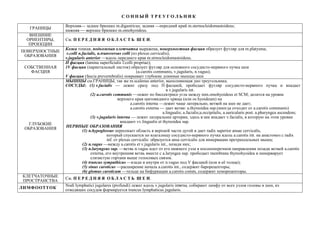 С О Н Н Ы Й Т Р Е У Г О Л Ь Н И К
ГРАНИЦЫ
Верхняя— заднее брюшко m.digastricus; задняя —передний край m.sternocleidomastoideus;
нижняя — верхнее брюшко m.omohyoideus.
ВНЕШНИЕ
ОРИЕНТИРЫ,
ПРОЕКЦИИ
См. П Е Р Е Д Н Я Я О Б Л А С Т Ь Ш Е И.
ПОВЕРХНОСТНЫЕ
ОБРАЗОВАНИЯ
Кожа тонкая, подкожная клетчатка выражена, поверхностная фасция образует футляр для m.platysma;
r.colli n.facialis, n.transversus colli (из plexus cervicalis);
v.jugularis anterior —вдоль переднего края m.strnocleidomastoideus.
СОБСТВЕННАЯ
ФАСЦИЯ
П фасция (lamina superficialis f.colli propriae);
1V фасция (париетальный листок) образует футляр для основного сосудисто-нервного пучка шеи
(a.carotis communis, v.jugularis, n.vagus);
V фасция (fascia prevertebralis) покрывает глубокие длинные мышцы шеи
ГЛУБОКИЕ
ОБРАЗОВАНИЯ
МЫШЦЫ см.ГРАНИЦЫ, так же m.scalenus anterior, выполняющая дно треугольника.
СОСУДЫ: (1) v.facialis — лежит сразу под П фасцией, прободает футляр сосудисто-нервного пучка и впадает
в v.jugularis int.
(2) a.carotis communis —лежит по биссектрисе угла между mm.omohyoideus et SCM; делится на уровне
верхнего края щитовидного хряща (или os hyoideum) на
a.carotis interna —лежит чаще латерально, ветвей на шее не дает;
a.carotis externa — дает ветви: a.thyreoidea sup.(иногда отходит от a.carotis communis)
a.lingualis; a.facialis;a.occipitalis, a.auricularis post. a.pharyngea ascendens;
(3) v.jugularis interna — лежит латеральнее артерии, здесь в нее впадает v.facialis, в которую на этом уровне
впадают vv.lingualis et thyreoidea sup.
НЕРВНЫЕ ОБРАЗОВАНИЯ
(1) n.hypoglossus пересекает область в верхней части дугой и дает radix superior ansae cervicalis,
который спускается по влагалищу сосудисто-нервного пучка вдоль a.carotis int. на анастомоз с radix
inf. от plexus cervicalis: образуется ansa cervicalis для иннервации претрахеальных мышц;
(2) n.vagus —между a.carotis et v.jugularis int., позади них;
(3) n.laryngeus sup. —ветвь n.vagus идет от его нижнего узла в косопоперечном направлении позади ветвей a.carotis
externa, его внутренняя ветвь вместе с a.laryngea sup. прободает membrana thyreohyoidea и иннервирует
слизистую гортани выше голосовых связок.
(4) truncus sympathicus —кзади и кнутри от n.vagus под V фасцией (или в её толще);
(5) sinus caroticus —расширение начала a.carotis int., содержит барорецепторы;
(6) glomus caroticum —тельце на бифуркации a.carotis comm, содержит хеморецепторы.
КЛЕТЧАТОЧНЫЕ
ПРОСТРАНСТВА
См. П Е Р Е Д Н Я Я О Б Л А С Т Ь Ш Е И.
ЛИМФООТТОК
Nodi lymphatici jugulares (profundi) лежат вдоль v.jugularis interna, собирают лимфу от всех узлов головы и шеи, из
отводящих сосудов формируется truncus lymphaticus jugularis.
 