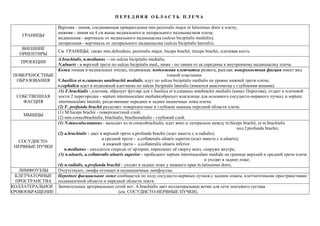 П Е Р Е Д Н Я Я О Б Л А С Т Ь П Л Е Ч А
ГРАНИЦЫ
Верхняя - линия, соединяющая прикрепления mm.pectoralis major et latissimus dorsi к плечу;
нижняя - линия на 4 см выше медиального и латерального надмыщелков плеча;
медиальная - вертикаль от медиального надмыщелка (sulcus bicipitalis medialis);
латеральная - вертикаль от латерального надмыщелка (sulcus bicipitalis lateralis).
ВНЕШНИЕ
ОРИЕНТИРЫ
См. ГРАНИЦЫ, также mm.deltoideus, pectoralis major, biceps brachii, triceps brachii, плечевая кость.
ПРОЕКЦИИ
A.brachialis, n.medianus —по sulcus bicipitalis medialis;
N.ulnaris - в верхней трети по sulcus bicipitalis med., ниже - по линии от ее середины к внутреннему надмыщелку плеча.
ПОВЕРХНОСТНЫЕ
ОБРАЗОВАНИЯ
Кожа тонкая в медиальных отелах, подвижная; подкожная клетчатка развита, рыхлая; поверхностная фасция имеет вид
тонкой пластинки.
V.basilica et n.cutaneus antebrachii medialis, идут по sulcus bicipitalis medialis на уровне нижней трети плеча;
v.cephalica идет в подкожной клетчатке по sulcus bicipitalis lateralis (имеются анастомозы с глубокими венами).
СОБСТВЕННАЯ
ФАСЦИЯ
(1) F.brachialis - плотная, образует футляр для v.basilica et n.cutaneus antebrachii medialis (канал Пирогова), отдает к плечевой
кости 2 перегородки - septum intermusculare mediale(образует влагалище для основного сосудисто-нервного пучка), и septum
intermusculare laterale, разделяющие переднее и заднее мышечные ложа плеча;
(2) F. profunda brachii разделяет поверхностные и глубокие мышцы передней области плеча.
МЫШЦЫ
(1) M.biceps brachii - поверхностный слой;
(2) mm.coracobrachialis, brachialis, brachioradialis - глубокий слой.
СОСУДИСТО-
НЕРВНЫЕ ПУЧКИ
(1) N.musculocutaneus - выходит из m.coracobrachialis, идет вниз и латерально между m.biceps brachii, et m.brachialis
под f.profunda brachii;
(2) а.brachialis - дает в верхней трети a.profunda brachii (идет вместе с n.radialis);
в средней трети - a.collateralis ulnaris superior.(идет вместе с n.ulnaris);
в нижней трети - a.collateralis ulnaris inferior.
n.medianus - находится спереди от артерии, пересекает её сверху вниз, снаружи внутрь;
(3) n.ulnaris, a.collateralis ulnaris superior - прободают septum intermusculare mediale на границе верхней и средней трети плеча
и уходят в заднее ложе;
(4) n.radialis, a.profunda brachii - уходят в заднее ложе у нижнего края m.latissimus dorsi,
ЛИМФОУЗЛЫ Отсутствуют, лимфа оттекает в подмышечные лимфоузлы.
КЛЕТЧАТОЧНЫЕ
ПРОСТРАНСТВА
Переднее фасциальное ложе сообщается по ходу сосудисто-нервных пучков с задним ложем, клетчаточными пространствами
подмышечной области и передней области локтя.
КОЛЛАТЕРАЛЬНОЕ
КРОВООБРАЩЕНИЕ
Значительных артериальных сетей нет. А.brachialis дает коллатеральные ветви для сети локтевого сустава
(см. СОСУДИСТО-НЕРВНЫЕ ПУЧКИ).
 