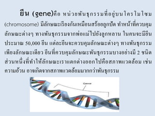 ยีน (gene)คือ หน่วยพันธุกรรมที่อยู่บนโครโมโซม
(chromosome) มีลักษณะเรียงกันเหมือนสร้อยลูกปัด ทาหน้าที่ควบคุม
ลักษณะต่างๆ ทางพันธุกรรมจากพ่อแม่ไปยังลูกหลาน ในคนจะมียีน
ประมาณ 50,000 ยีน แต่ละยีนจะควบคุมลักษณะต่างๆ ทางพันธุกรรม
เพียงลักษณะเดียว ยีนที่ควบคุมลักษณะพันธุกรรมบางอย่างมี 2 ชนิด
ส่วนหนึ่งที่ทาให้ลักษณะเราแตกต่างออกไปคือสภาพแวดล้อม เช่น
ความอ้วน อาจเกิดจากสภาพแวดล้อมมากกว่าพันธุกรรม
 