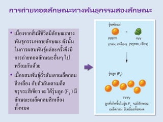 การถ่ายทอดลักษณะทางพันธุกรรมสองลักษณะ
• เนื่องจากสิ่งมีชีวิตมีลักษณะทาง
พันธุกรรมหลายลักษณะ ดังนั้น
ในการผสมพันธุ์แต่ละครั้งจึงมี
การถ่ายทอดลักษณะอื่นๆ ไป
พร้อมกันด้วย
• เมื่อผสมพันธุ์ถั่วลันเตาเมล็ดกลม
สีเหลือง กับถั่วลันเตาเมล็ด
ขรุขระสีเขียว จะได้รุ่นลูก (F1 ) มี
ลักษณะเมล็ดกลมสีเหลือง
ทั้งหมด
 