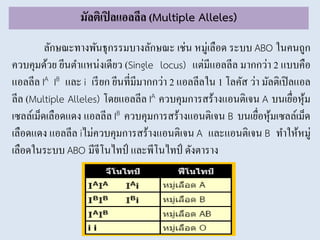 มัลติเปิลแอลลีล (Multiple Alleles)
ลักษณะทางพันธุกรรมบางลักษณะ เช่น หมู่เลือด ระบบ ABO ในคนถูก
ควบคุมด้วย ยีนตาแหน่งเดียว (Single locus) แต่มีแอลลีล มากกว่า 2 แบบคือ
แอลลีล IA IB และ i เรียก ยีนที่มีมากกว่า 2 แอลลีลใน 1 โลคัส ว่า มัลติเปิลแอล
ลีล (Multiple Alleles) โดยแอลลีล IA ควบคุมการสร้างแอนติเจน A บนเยื่อหุ้ม
เซลล์เม็ดเลือดแดง แอลลีล IB ควบคุมการสร้างแอนติเจน B บนเยื่อหุ้มเซลล์เม็ด
เลือดแดง แอลลีล iไม่ควบคุมการสร้างแอนติเจน A และแอนติเจน B ทาให้หมู่
เลือดในระบบ ABO มีจีโนไทป์ และพีโนไทป์ ดังตาราง
 