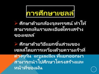 การศึกษาเซลล์
 ศึกษาด้วยกล้องจุลทรรศน์ ทาให้
สามารถเห็นรายละเอียดโครงสร้าง
ของเซลล์
 ศึกษาด้วยวิธีแยกชิ้นส่วนของ
เซลล์โดยการเหวี่ยงด้วยความเร็วที่
ต่างๆกัน organelles ที่แยกออกมา
สามารถนาไปศึกษาโครงสร้างและ
หน้าที่ของมัน 12
 
