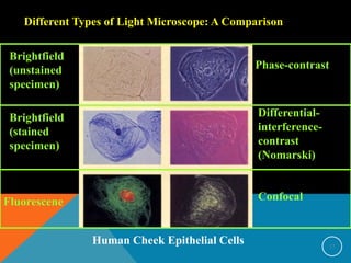 Different Types of Light Microscope: A Comparison
Human Cheek Epithelial Cells
Brightfield
(unstained
specimen)
Brightfield
(stained
specimen)
Fluorescene
Phase-contrast
Differential-
interference-
contrast
(Nomarski)
Confocal
17
 