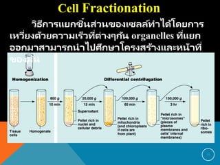 Cell Fractionation
วิธีการแยกชิ้นส่วนของเซลล์ทาได้โดยการ
เหวี่ยงด้วยความเร็วที่ต่างๆกัน organelles ที่แยก
ออกมาสามารถนาไปศึกษาโครงสร้างและหน้าที่
ของมัน
18
 