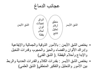 ‫الدماغ‬ ‫عجائب‬
•
‫األيمن‬ ‫الشق‬ ‫يختص‬
:
‫واإليقا‬ ‫والجمالية‬ ‫الذوقية‬ ‫باألمور‬
‫عية‬
‫التخيل‬ ‫وقدرات‬ ،‫والحجوم‬ ‫والحيز‬ ‫والفضاء‬ ‫األلوان‬ ‫وإدراك‬
‫اليقظة‬ ‫وأحالم‬ ‫واإلبداع‬
(.
‫الفني‬ ‫الشق‬
)
•
‫األيسر‬ ‫الشق‬ ‫يختص‬
:
‫و‬ ‫العددية‬ ‫والقدرات‬ ‫الكالم‬ ‫بقدرات‬
‫الربط‬
‫المنطقي‬ ‫والتفكير‬ ‫والتحليل‬ ‫األمور‬ ‫بين‬
(
‫العلم‬ ‫الشق‬
‫ي‬
)
‫منطق‬
‫أرقام‬
‫تحليل‬
‫تتابع‬
‫أذواق‬
‫تخيالت‬
‫ألوان‬
‫أحالم‬
‫يقظة‬
‫األيسر‬ ‫الشق‬
‫األيمن‬ ‫الشق‬
 